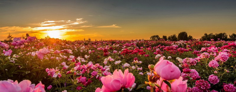 Peony.com.ua - інтернет-магазин Деревовидних, Трав'янистих та Рока півоній в Україні